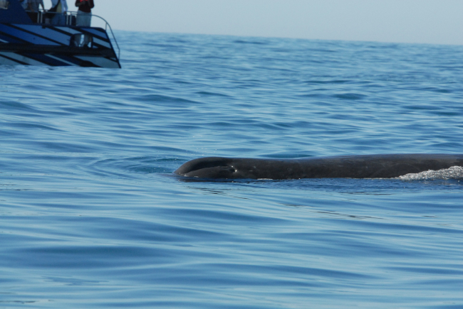 Sperm whale on surface