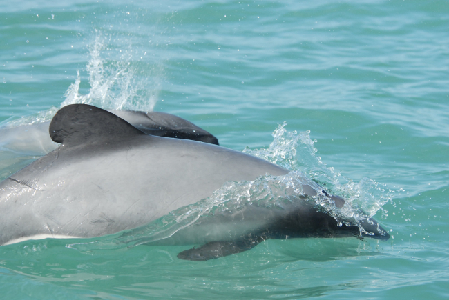 Hector's dolphin (Cephalorhynchus hectori) - the smallest of the dolphin familyis found only in New Zealand waters