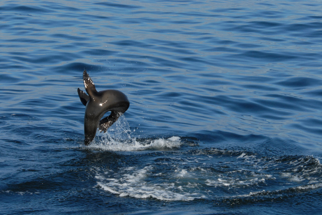California sea lion putting on an acrobatic display
