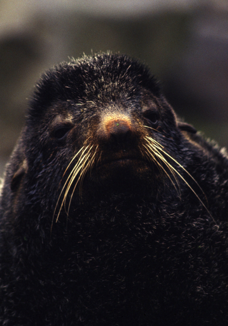 Closeup of a fur seal