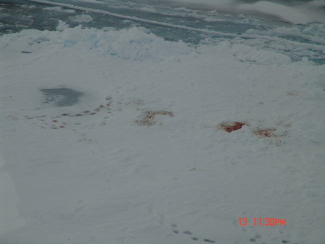 Polar bear tracks and site of seal kill on sea ice