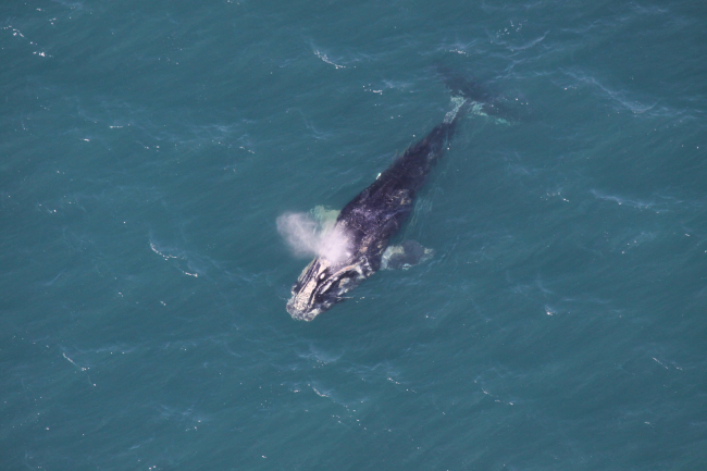 Disentangled right whale off the coast of Cape Canaveral
