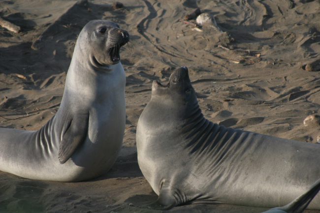Two elephant seal pups play-fighting on the beach