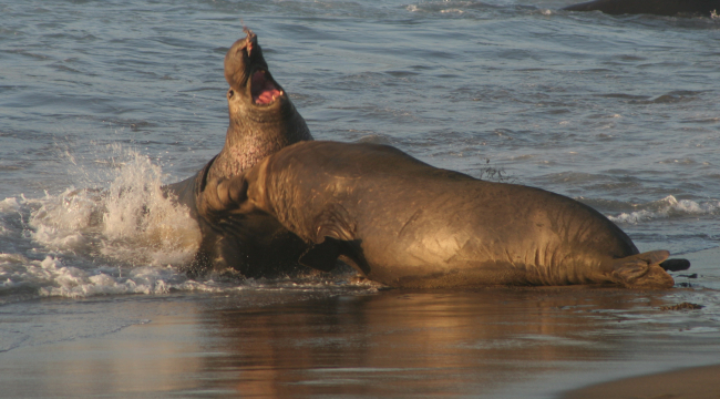 Two bull elephant seals fighting