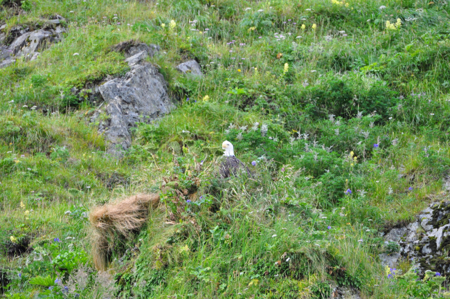 Bald eagle peeking out from stand of wildflowers and other vegetation