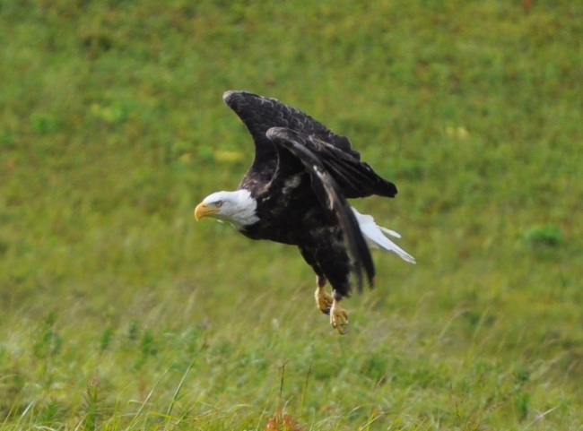 Bald eagle rising up seemingly vertically out of grass
