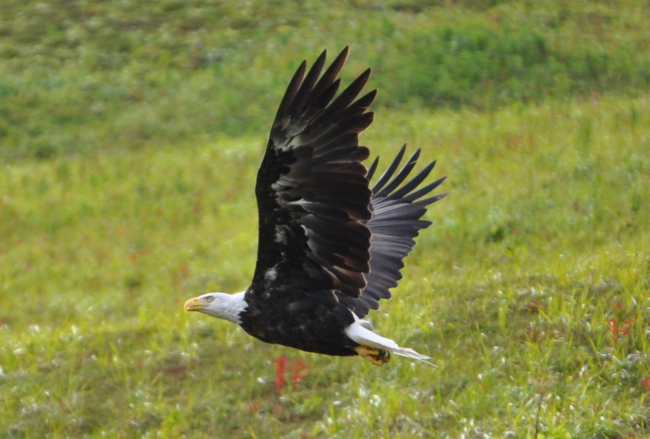 Magnificent view of bald eagle in full flight