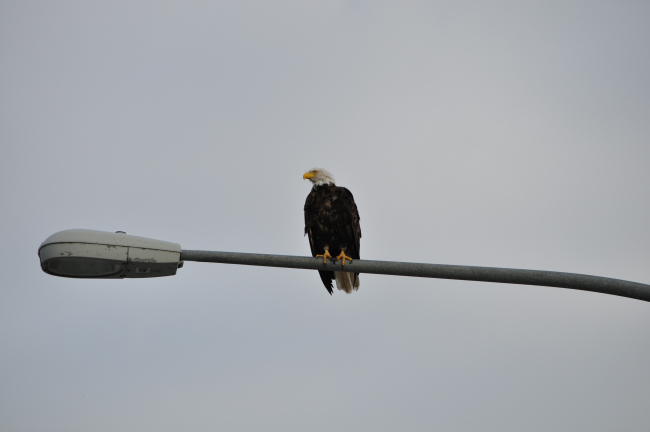 Bald eagle sitting on a lamp post