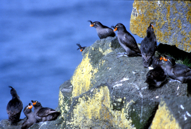 Crested auklets