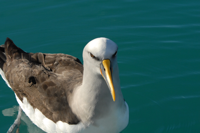 Mollymawk - a medium-sized albatross of the genus Thalassarche