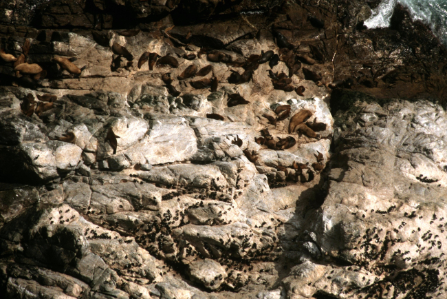 Common murre colony co-existing with sea lions