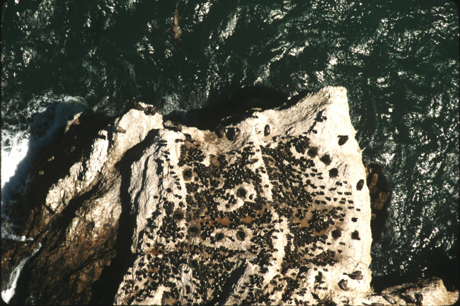 Common murre colony with a few pelicans