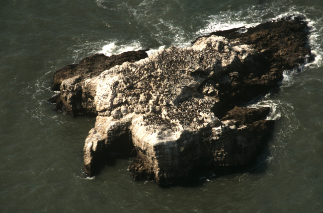 A common murre colony on an offshore rock