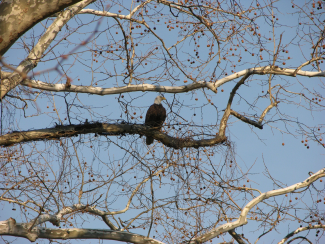 Bald eagle perched in a tree