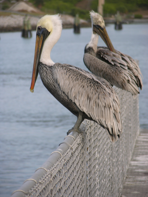 Pelicans on a fence