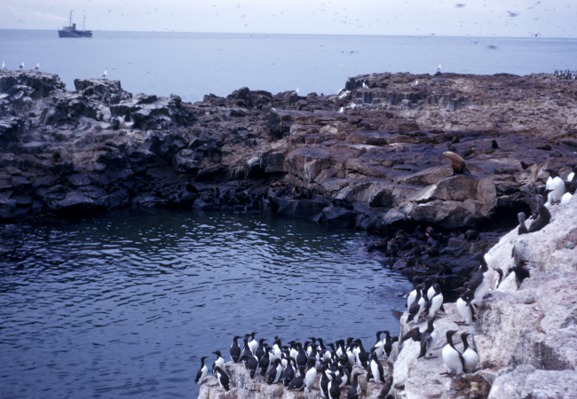 Murres and sealions share a quiet grotto