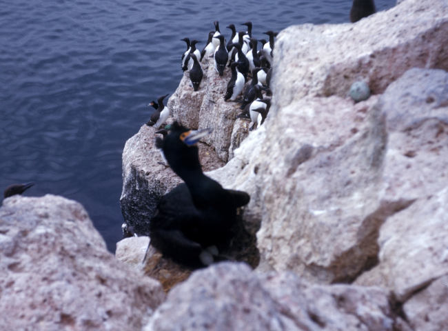 A red-faced cormorant in the foreground and murres