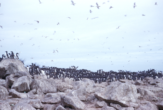 A colony of murres