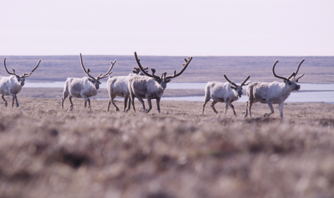 Part of a large herd of caribou (Rangifer tarandus)