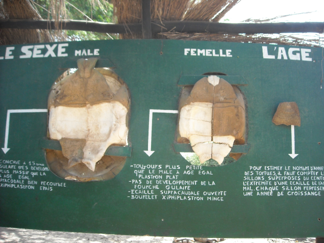 Sign providing information to determine sex of tortoise