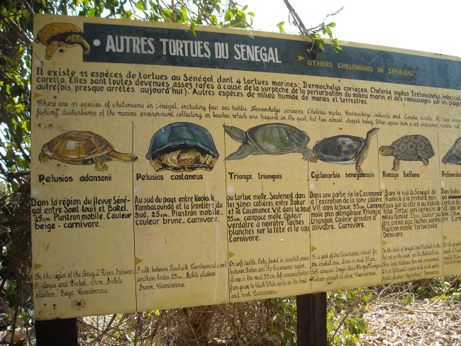 Sign depicting species of turtles found in Senegal