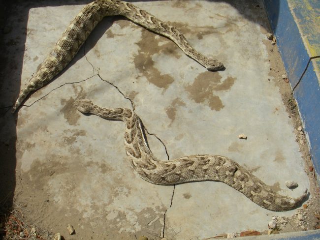 Puff adders, among the most deadly creatures on earth