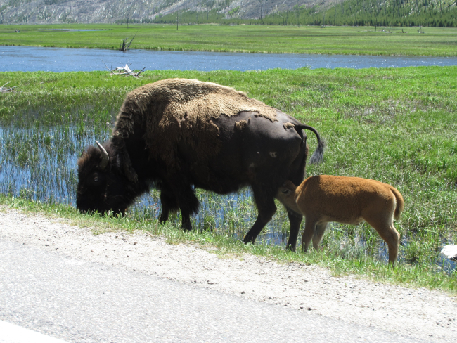 Bison seen at Yellowstone