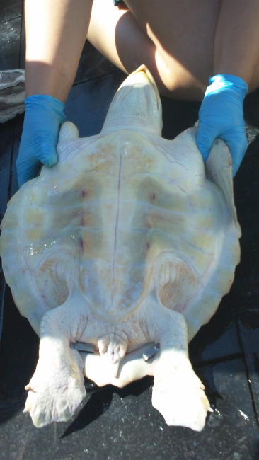 Trained NOAA scientists fit this Kemp's Ridley sea turtle with tags that can beused to collect additional data should the turtle be caught again