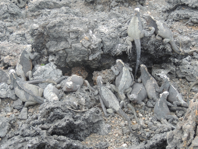 A large number of marine iguanas whose skin color blends right into the volcanic rocks of the Galapagos