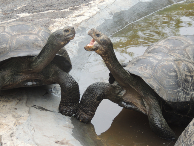 Giant Galapagos tortoises