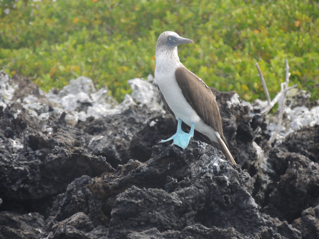 A blue-footed booby