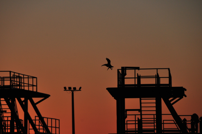 Osprey landing on platform at dusk