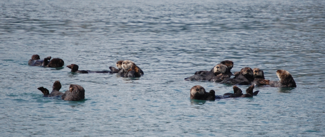 A group of sea otters together is known as a raft