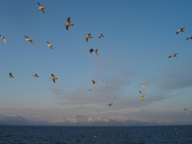Gulls in formation flying off the Alaska Peninsula