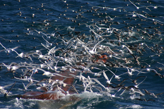 A profusion of seabirds looking for the proverbial free lunch as the cod end ofa trawl is coming aboard