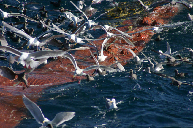 A profusion of seabirds looking for the proverbial free lunch as the cod end ofa trawl is coming aboard