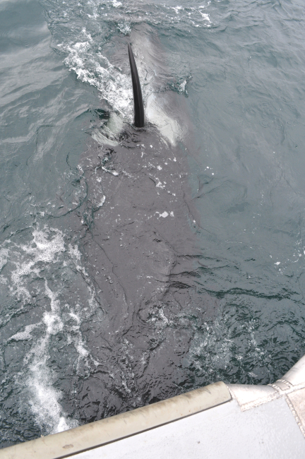 A curious killer whale approaches a survey launch off the NOAA Ship RAINIER