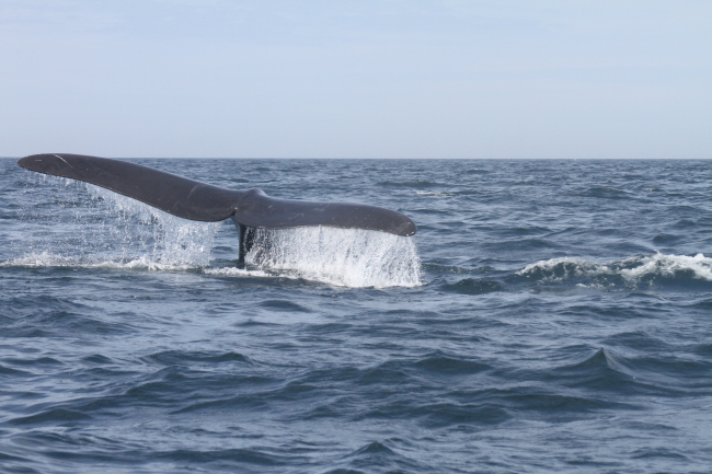 Northern right whale tail