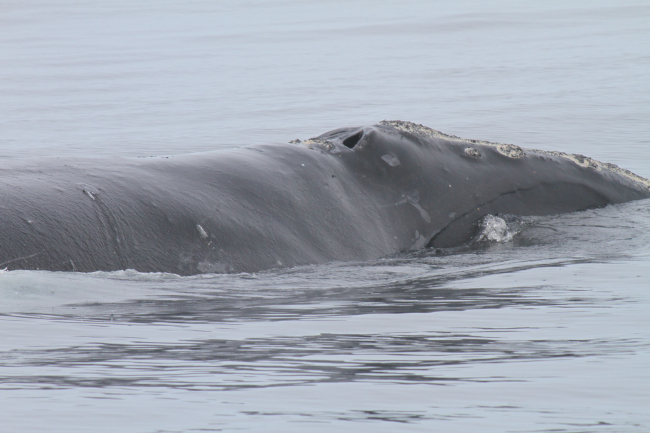 Back and head of northern right whale showing blow holes and callosities