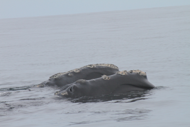 Two northern right whales close together