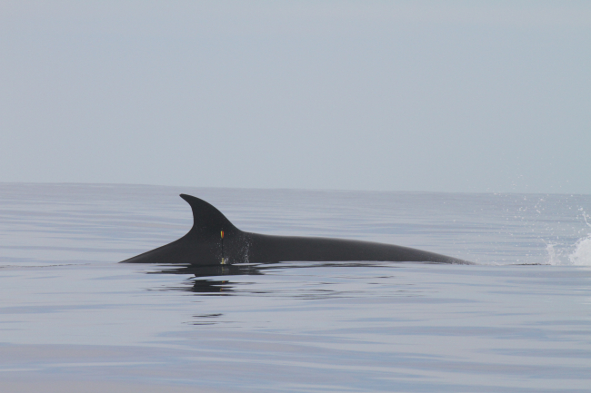 NOAA biologist targets sei whale for tissue sample