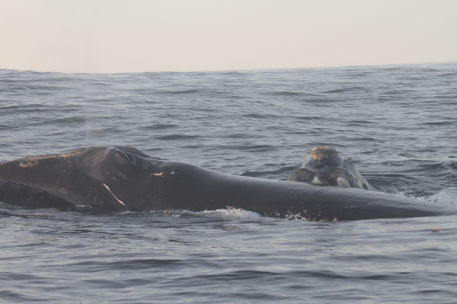Mother and calf northern right whale