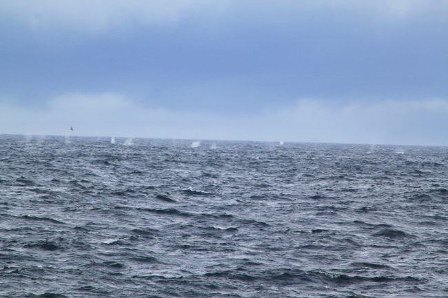 Spouts of numerous humpback whales