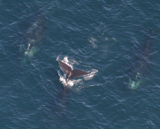 Three North Atlantic right whales