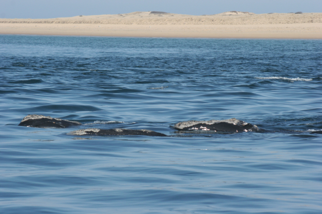 Right whales off Race Point