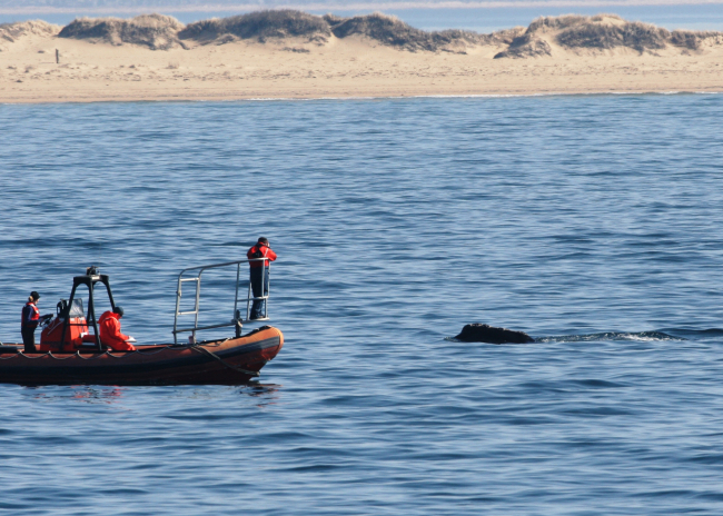 Studying North Atlantic Right Whales off Race Point