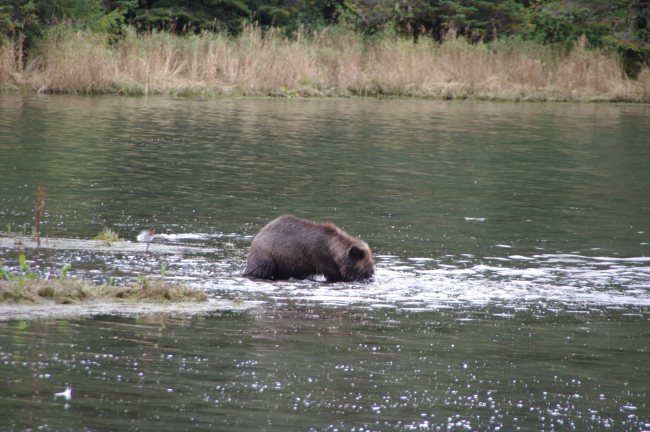 Brown bear fishing