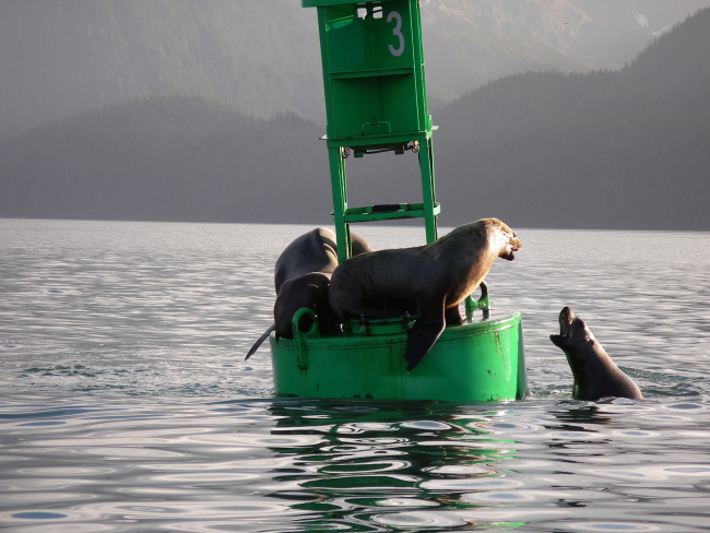 Sea lion king-of-the-hill as played out on buoy