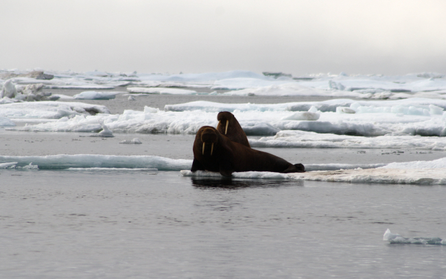 Two walrus on a small ice floe