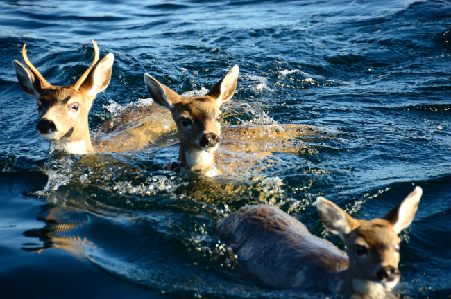 Deer taking a swim in the ocean